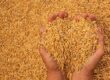 Benefits Of Using BOPP Bags In The Food Industry-Rishi FIBC Solutions-Blog
